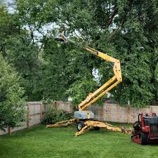 How Our Tree Care Process Works  in Paulden, AZ